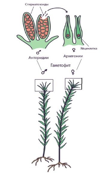 У моховидных гаметофиты раздельнополы. Половые органы расположены на их верхушках. Источник изображения: образовательная платформа «Фоксфорд» - https://foxford.ru/