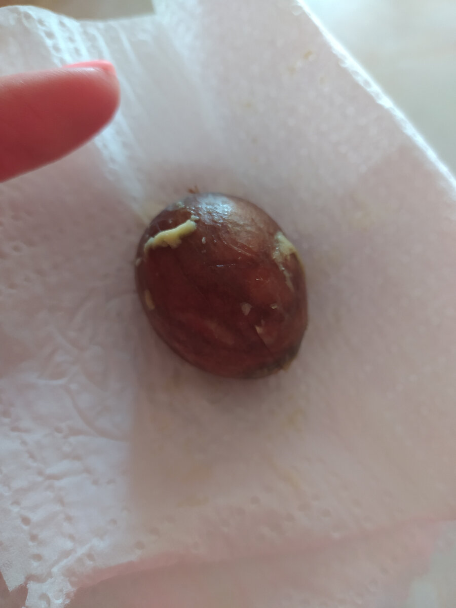  Аккуратно разрежьте авокадо по кругу касаясь косточки. Откройте две половинки.  Из половинки, которая с косточкой, ложкой удалите косточку. Промойте ее и высушите. Теперь косточка готова к посадке.