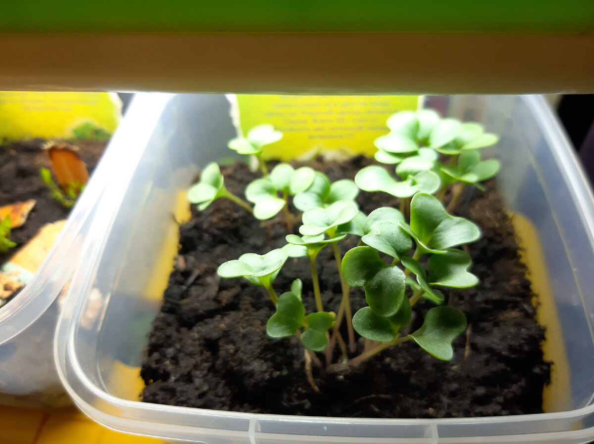 Это вполне лего, краткая инструкция для начинающих 