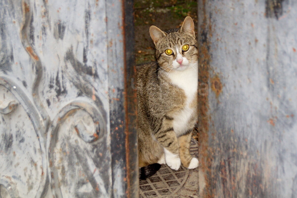 Котики в воротиках)))