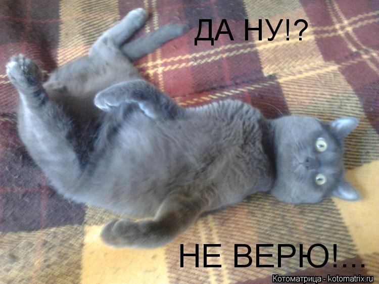 (Картинка сайта Котоматрица.)