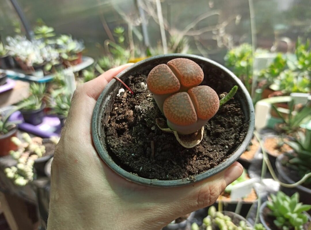 В моей теплице с растениями. Фото автора