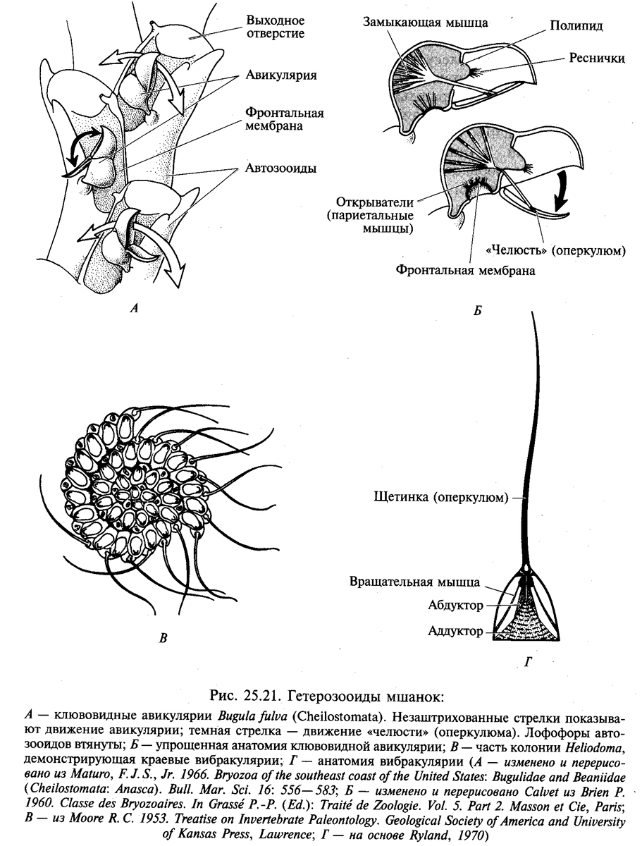 Разнообразие гетерозооидов (Рупперт и др., 2004)