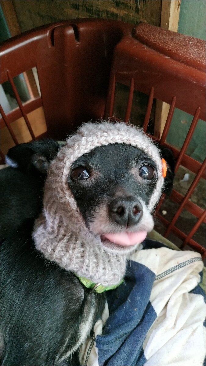 Фрося: "Хозяйка, ты чо?! Я в этом??? На улицу??? Да с меня все дворовые кошки так ржать будут, что передОхнут!"