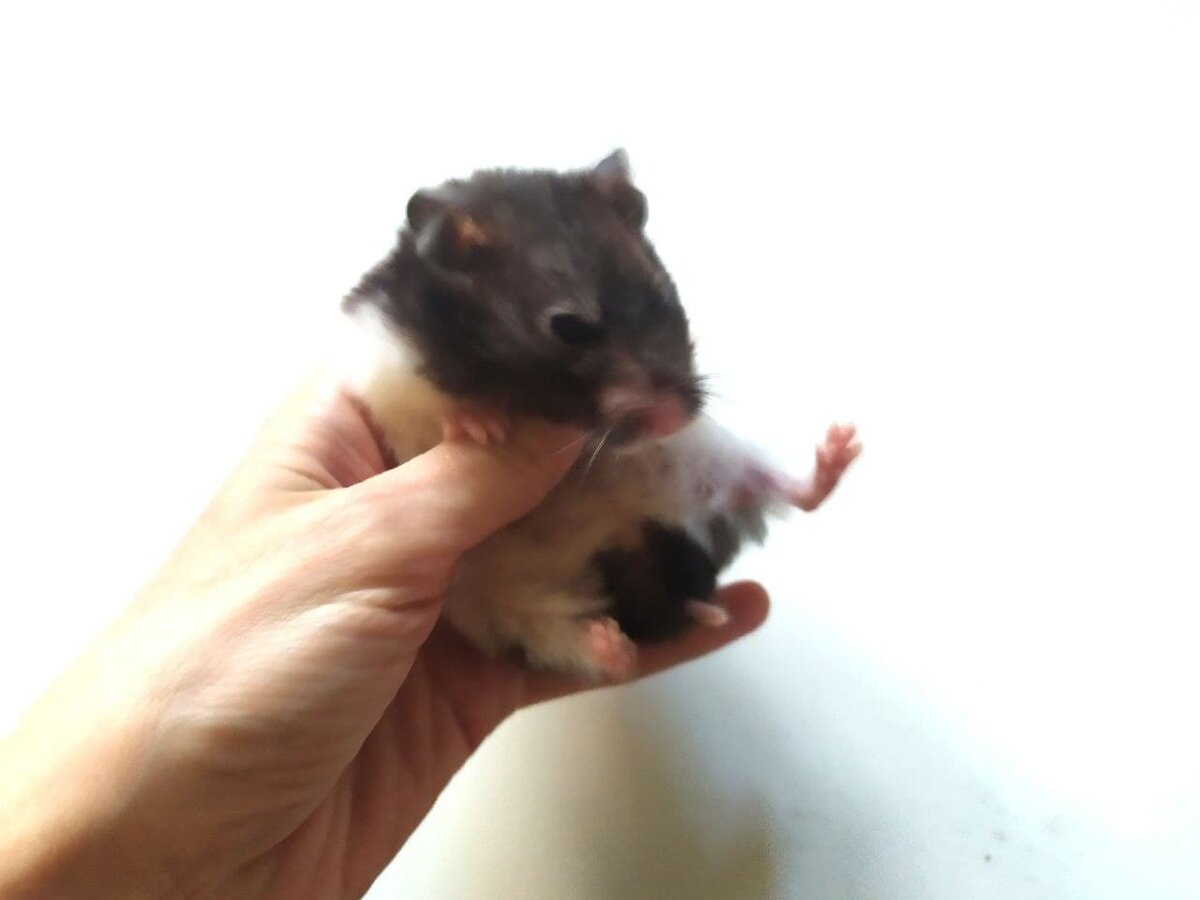 Для наглядности вместо мыши  я использовал хомяка моей племяшки. Он, конечно, не столь противен как его полевые собратья, но все же состоит с ними в далеком родстве 