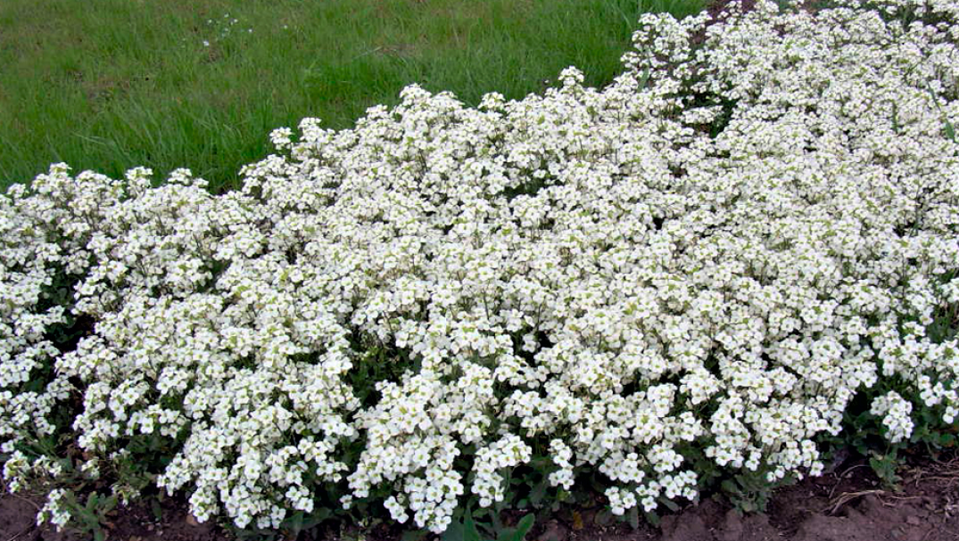  Белый бордюр из ароматного алиссума.