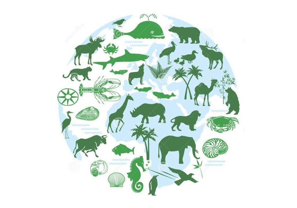 Многообразие биологических видов. Биологическое разнообразие. Защита биоразнообразия. Уменьшение биоразнообразия. Биоразнообразие это в экологии.