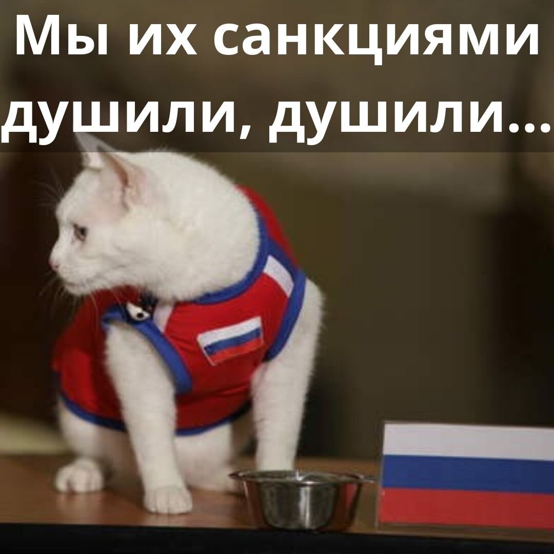 Санкции против кошек