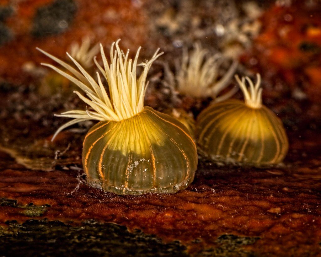 Diadumene lineata (Verrill, 1869). Фото: David Reed