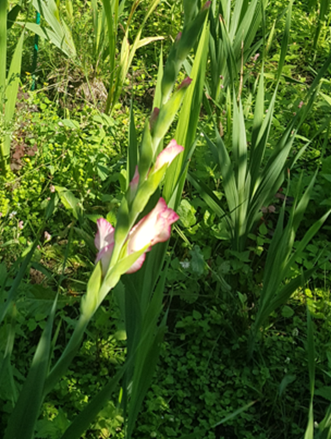 Розовый гладиолус неизвестного сорта.