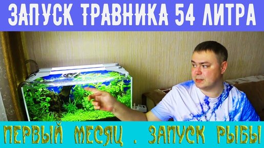 Аквариум травник без CO2. 1 месяц. Запускаем рыбу. Всё растет?