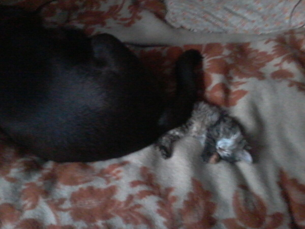 Маленькая кошка - большая собака. 