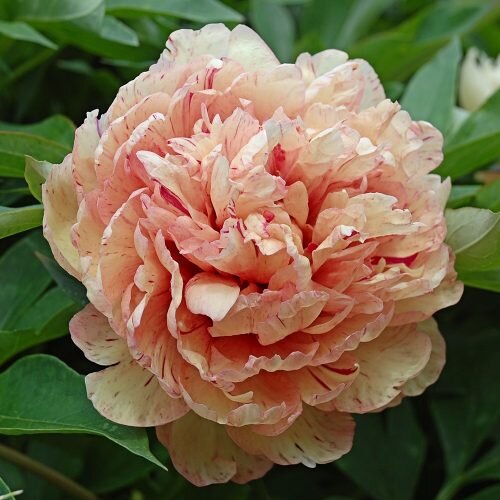 Castlegar ( Reiner Jakubowski , 2020 год ) , фото с сайта APS