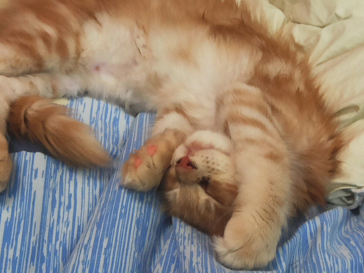 Котик, который доел свою еду и ещё еду взрослого кота, оставленную без присмотра)