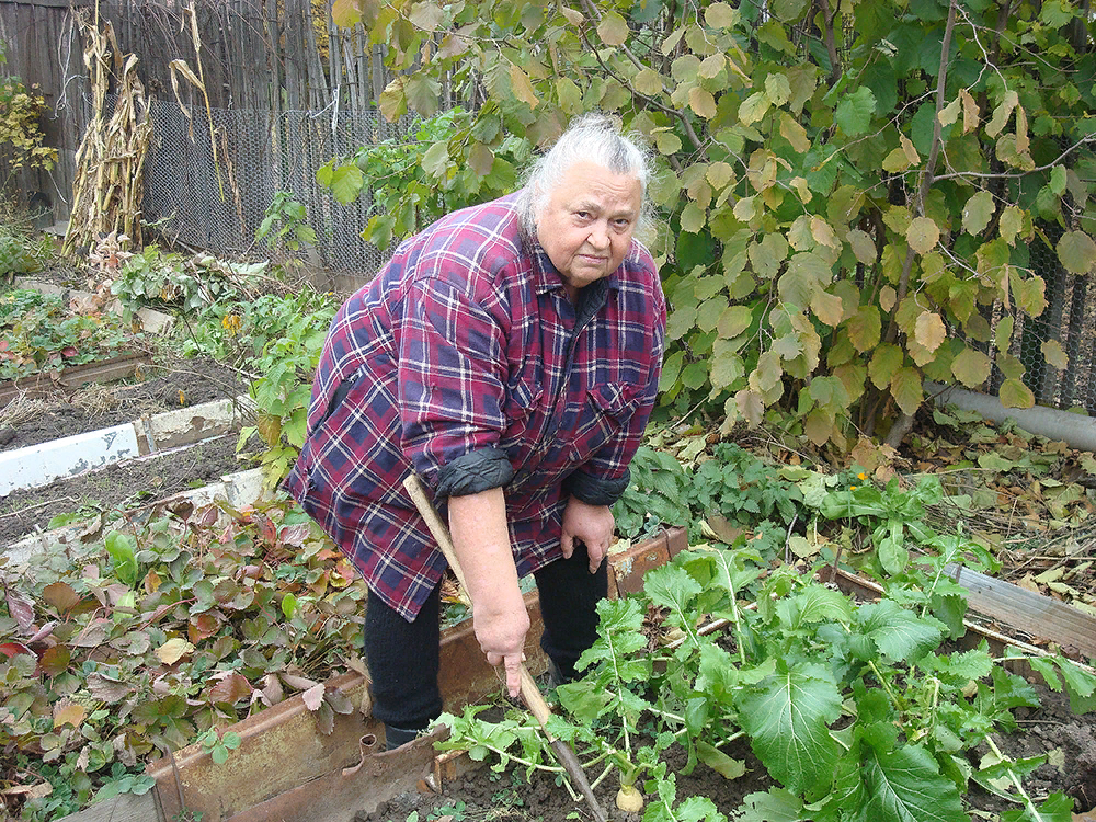 Старушка на грядках. Бабушка в огороде. Старуха на грядке. Бабка на даче в огороде.