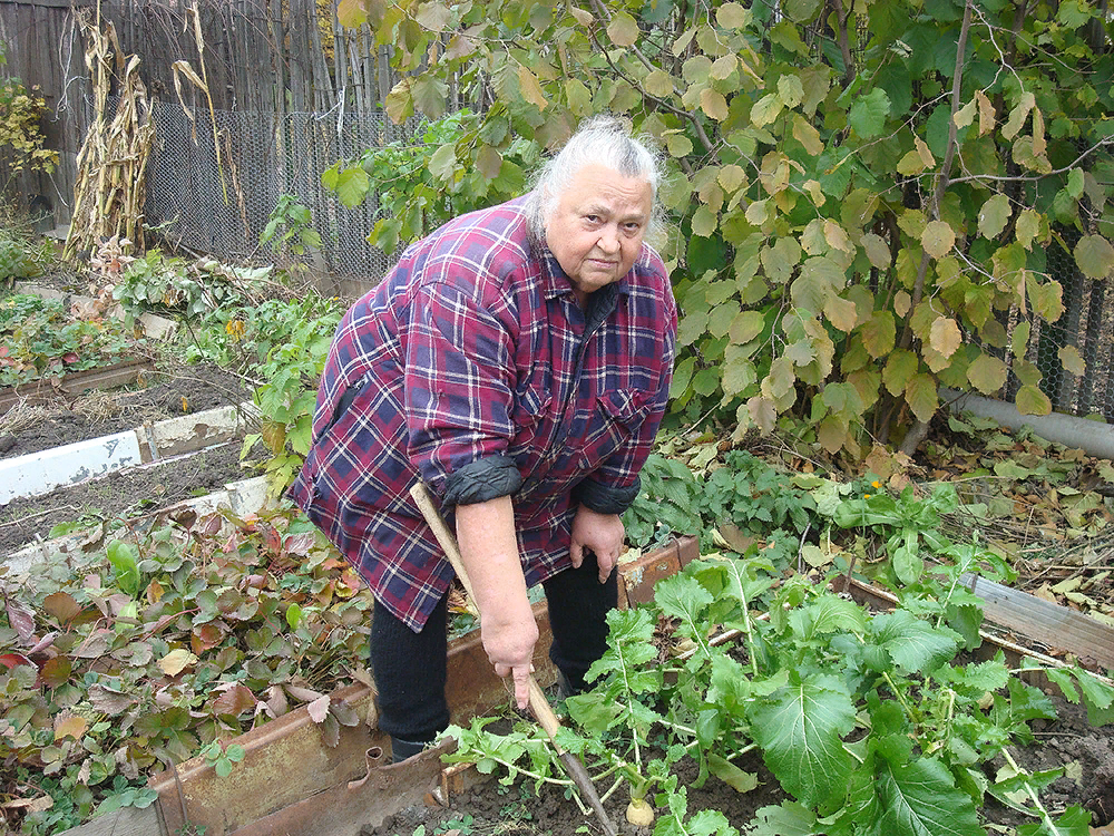 Бабушка картошку. Старушка на грядках. Бабушка в огороде. Бабушка на грядке. Пенсионер на грядке.