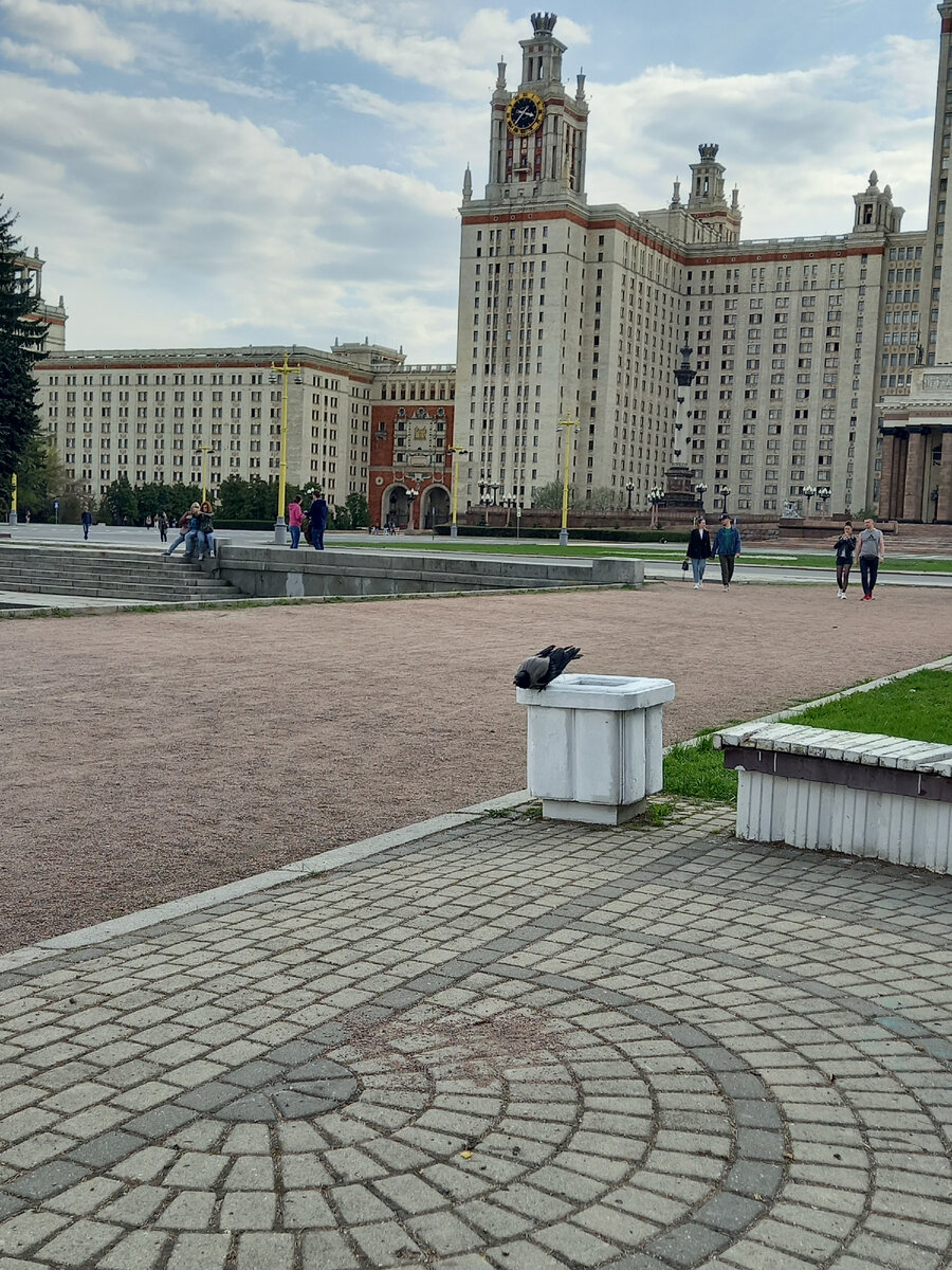 Учёная ворона