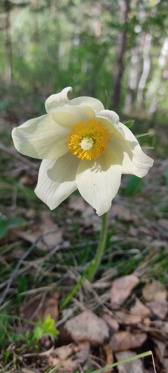 #рождение ребенка #рождение #перерождение #перерождение души #смерть #жизнь и смерть #душа #шаман 