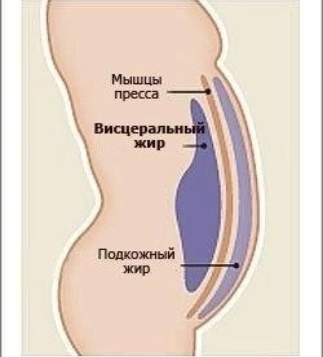 Подкожный жир на животе как избавиться