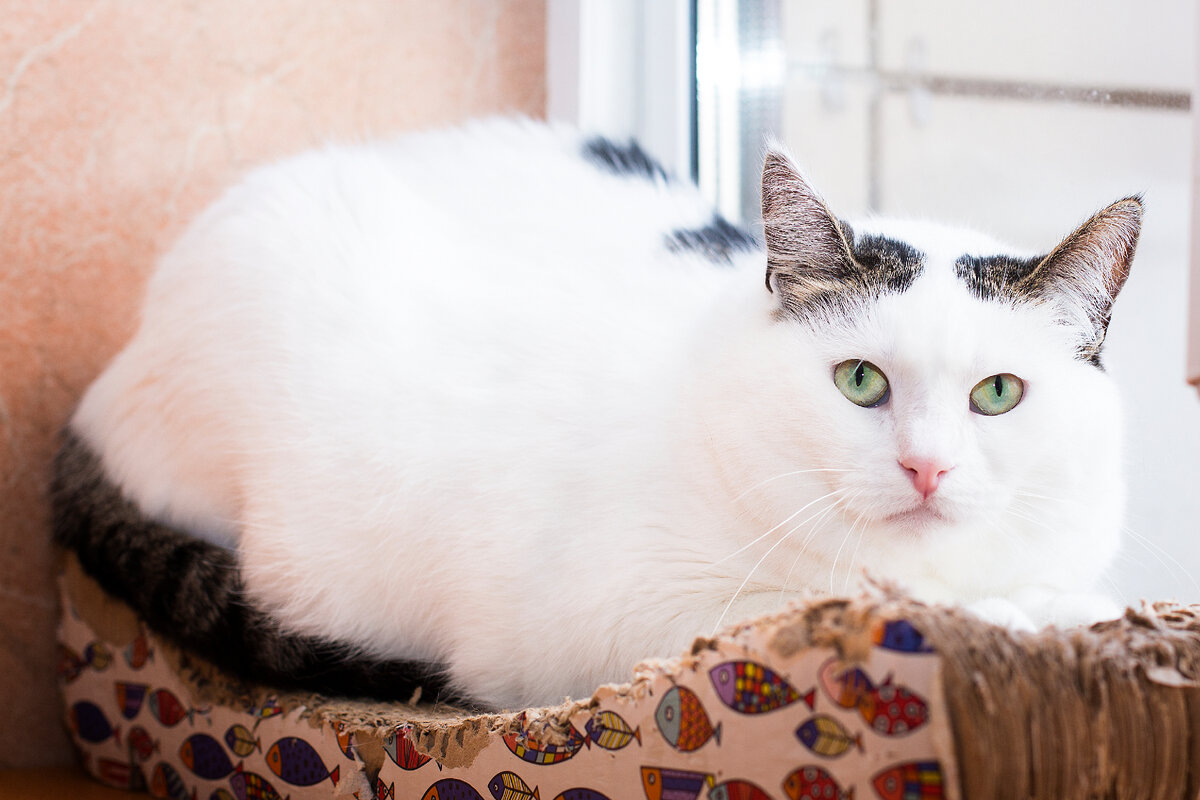 с тигровыми пятнышками на спинке 