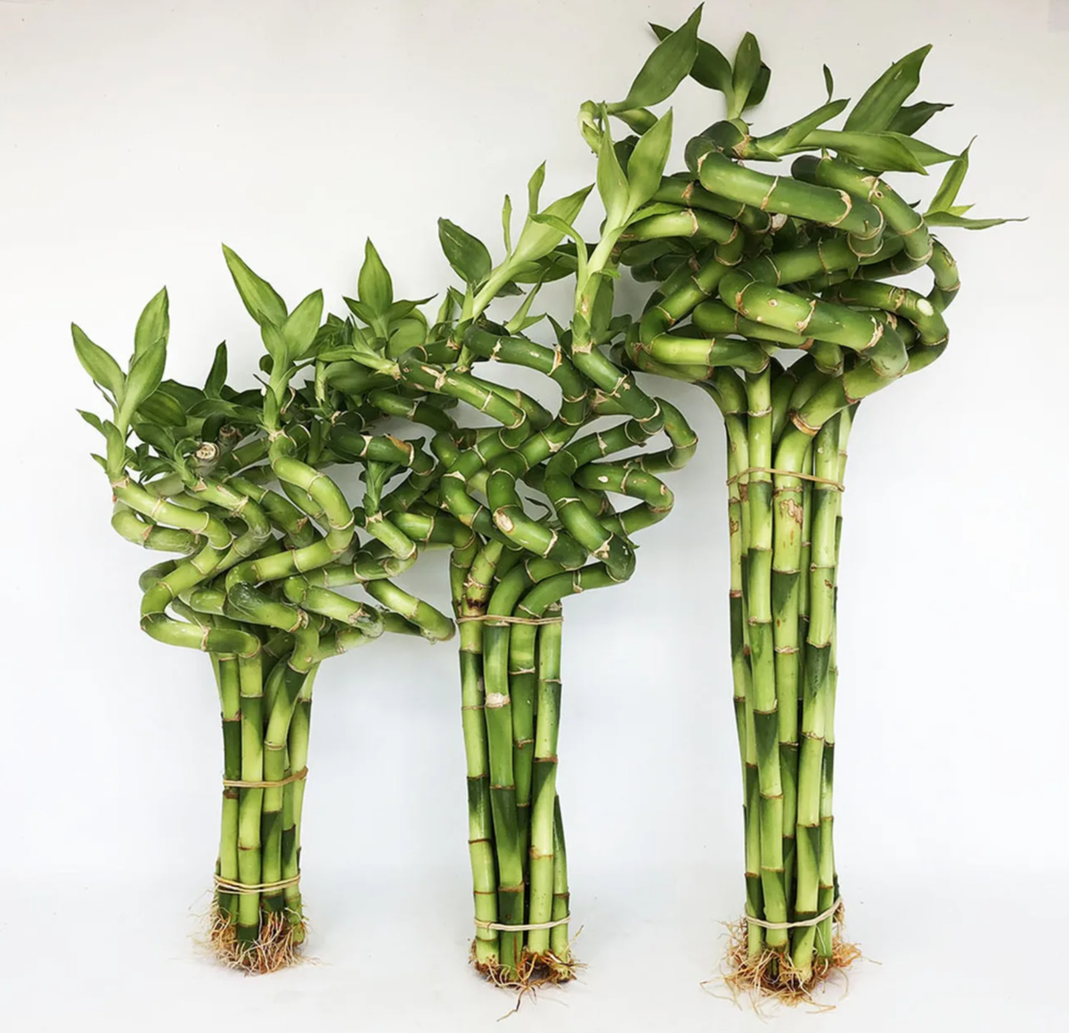 Драцена Сандера «Lucky Bamboo», 1 стебель