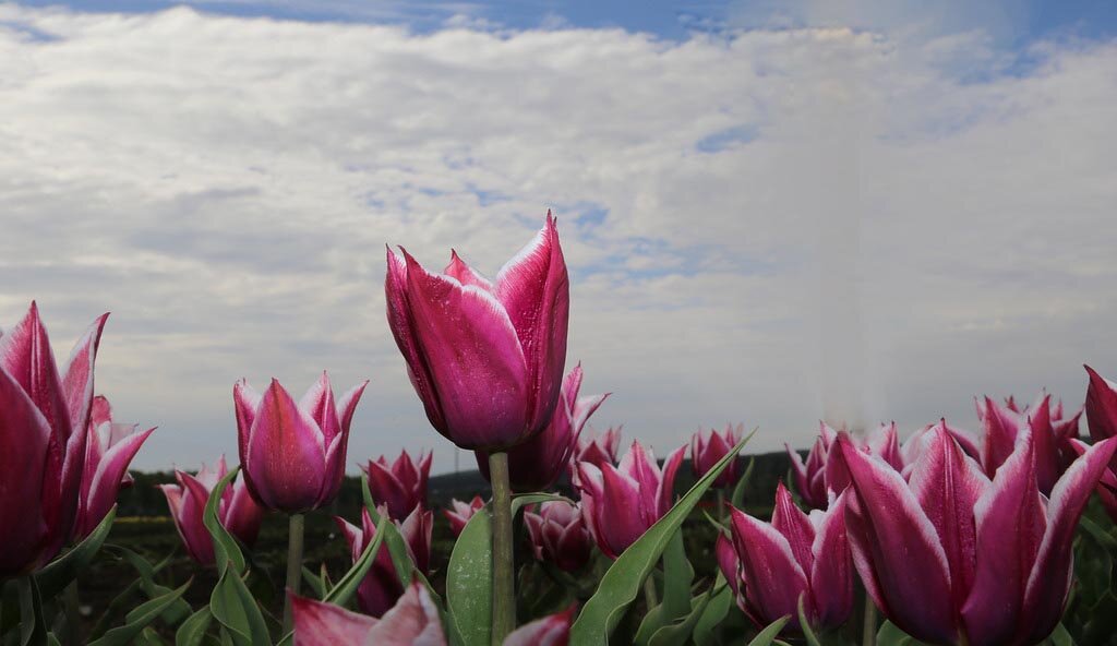 Пионовидный тюльпан. Тюльпаны российские гиганты. Как выбрать тюльпаны. Низкорослые тюльпаны. Тюльпан helmar (хелмар).