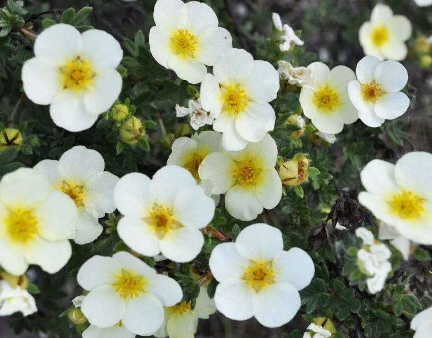 Лапчатка кустарниковая Primrose Beauty