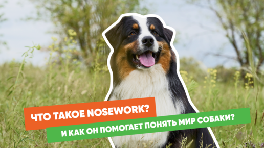 Как NoseWork может изменить вашу жизнь с собакой?