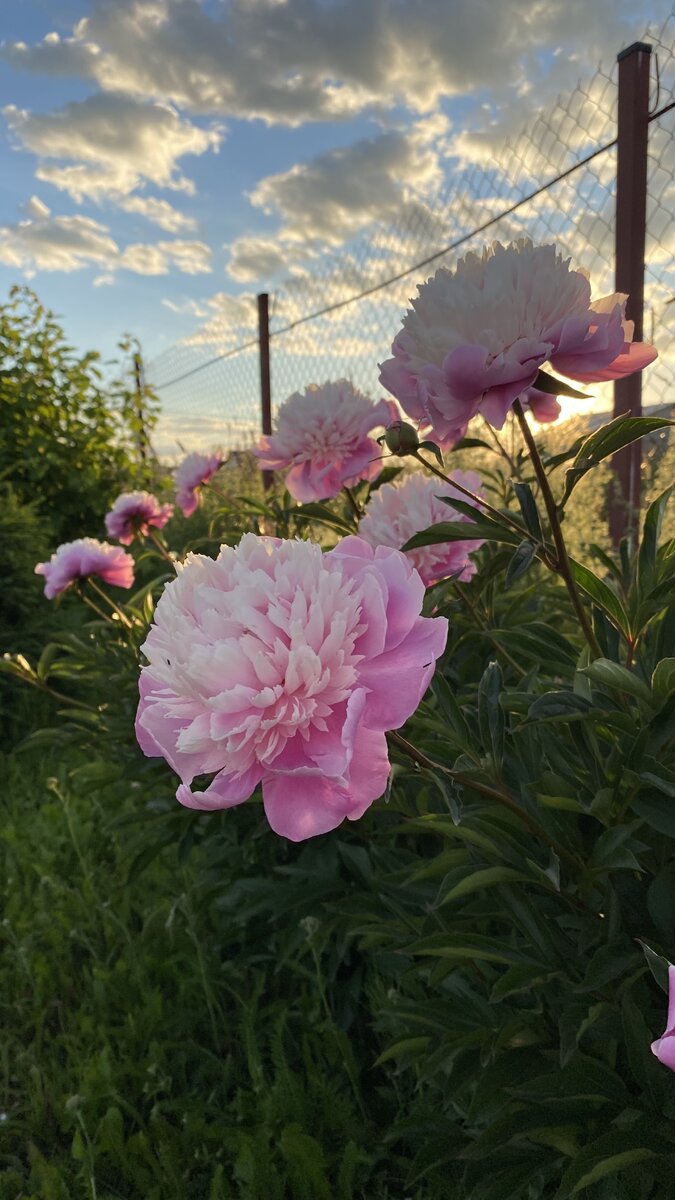 Расцвели пионы, пока мы отдыхали🥰 