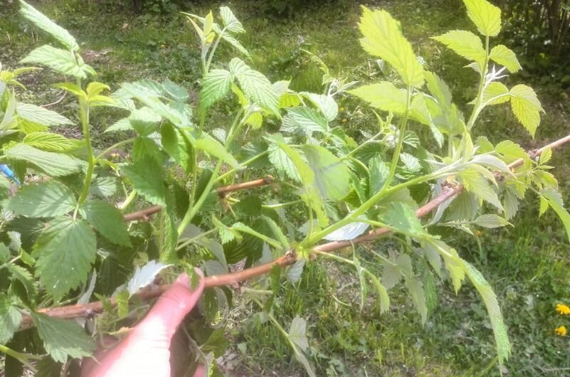 Малина наращивает побеги.