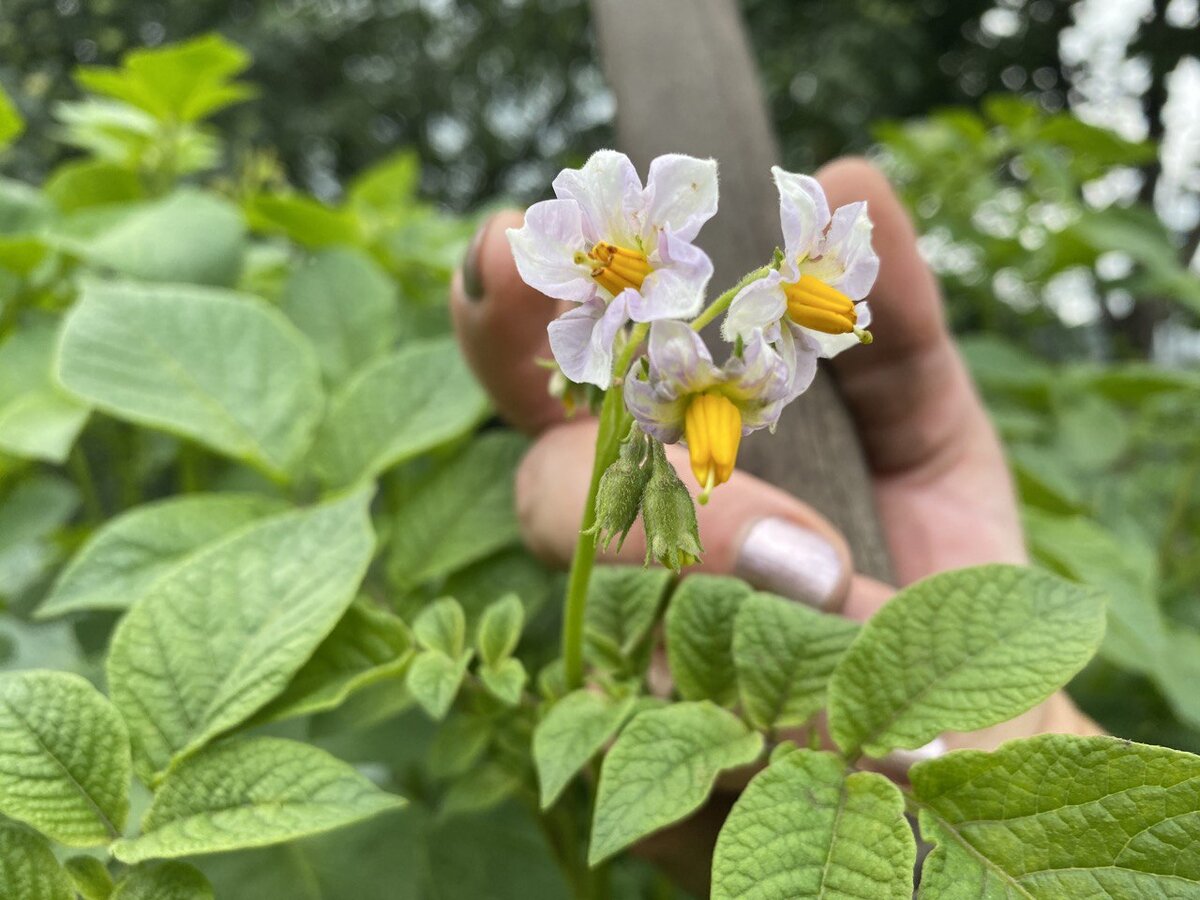 Цветущая красавица