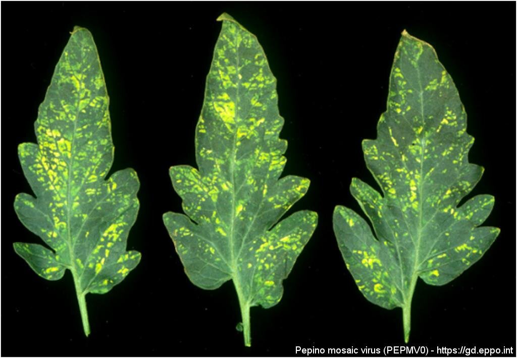 Вирус пепино на томатах фото
