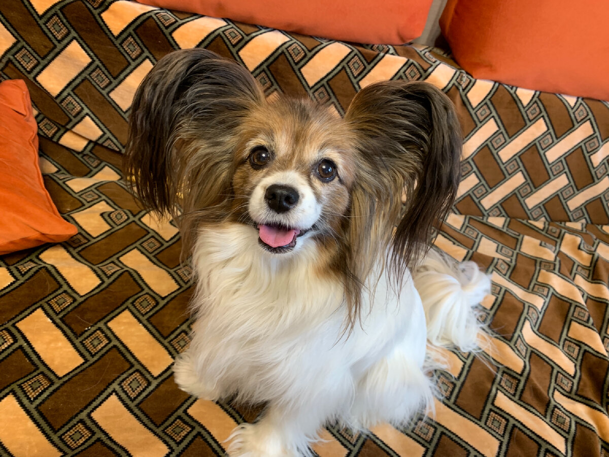 Это моя собака, папийон Марлиша❤️ Не хулиганка. Фото автора 