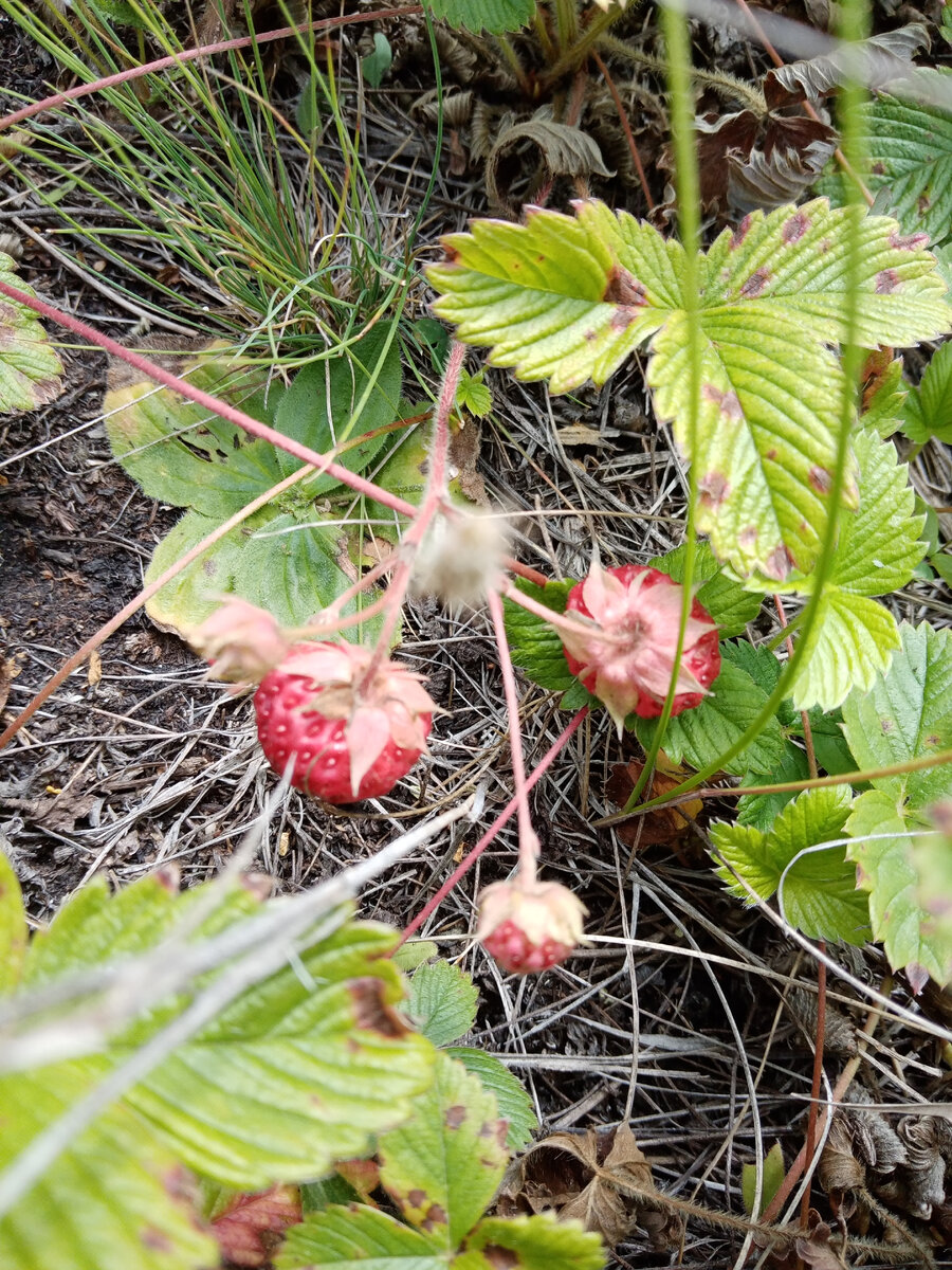 Дикая клубника