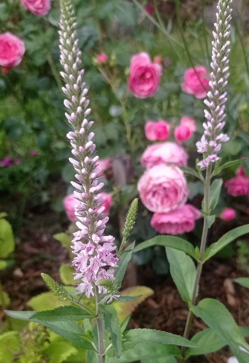 Роза помпонелла и вероника