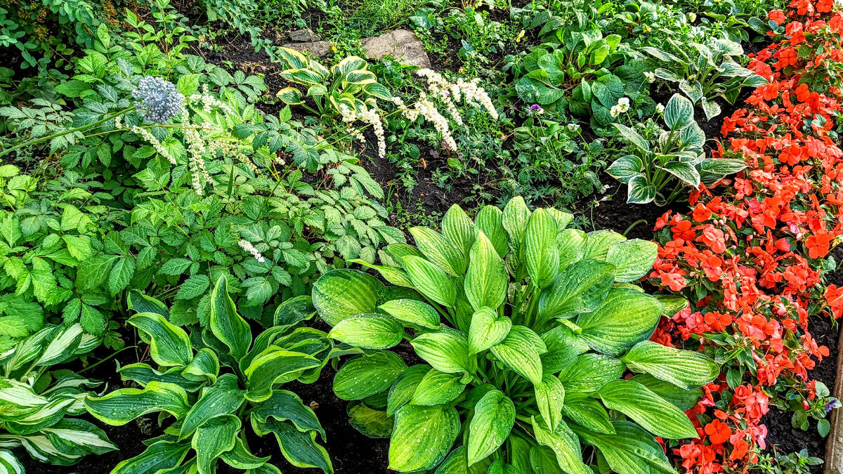 Теневой цветник: хосты, астильбы и бордюр из бальзаминов. 