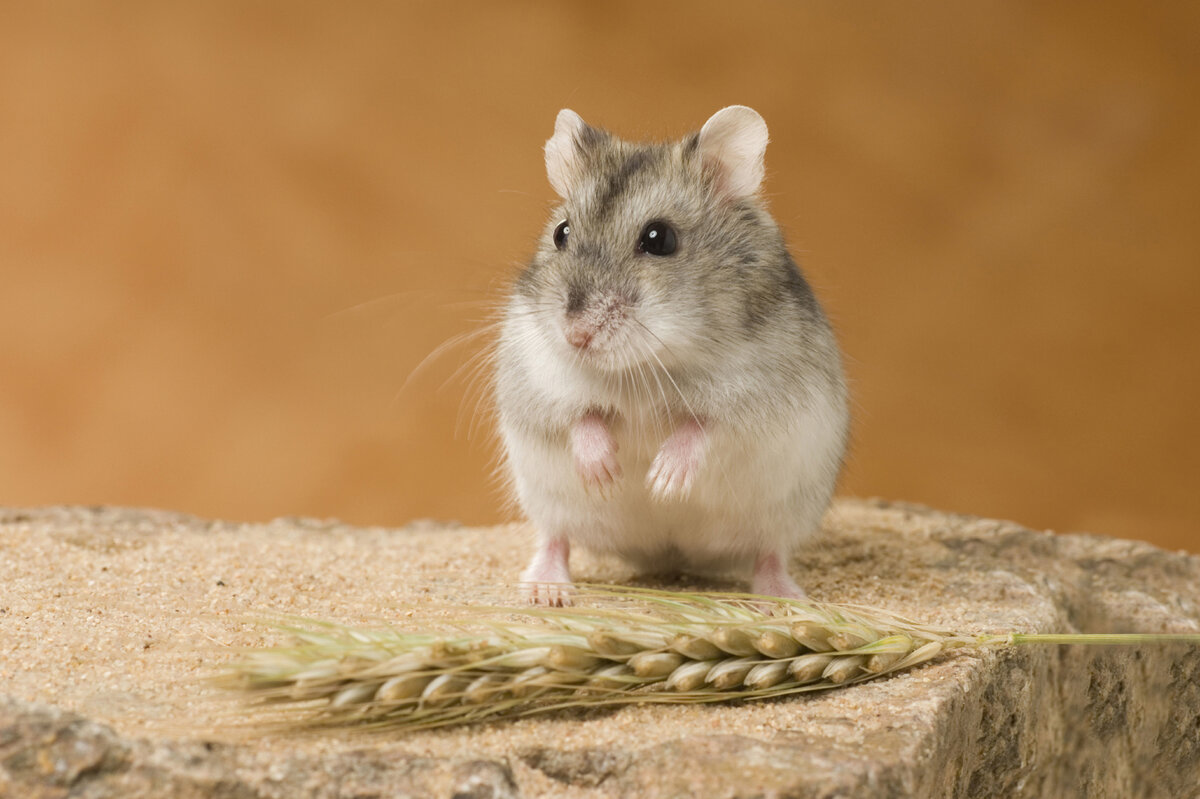     Джунгарский хомяк: плюсы и минусы содержания