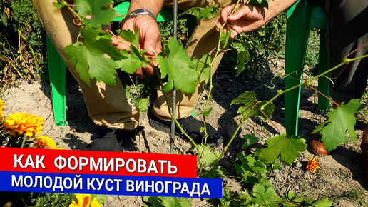 Descargar video: Как формировать молодой куст винограда