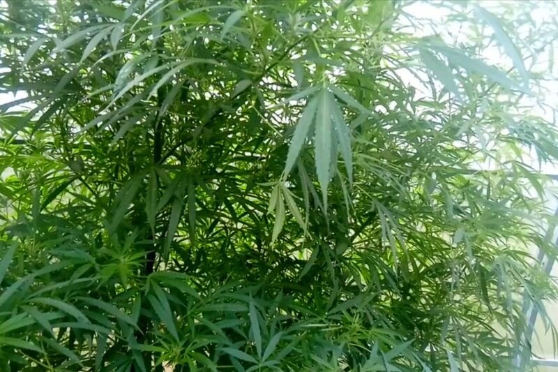 Пресс-служба ГУ МВД России по МО