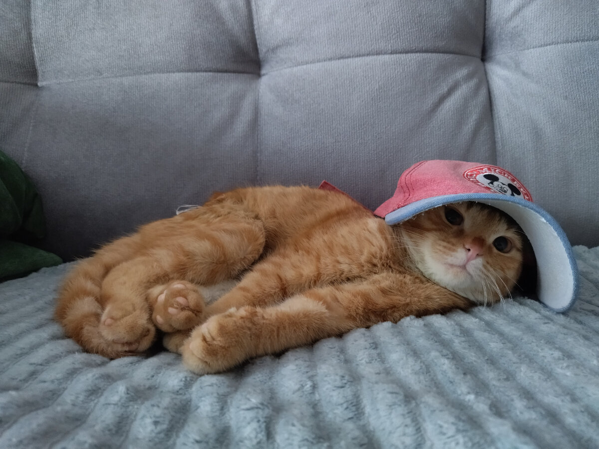 Мой кот идет на снятие гипса!