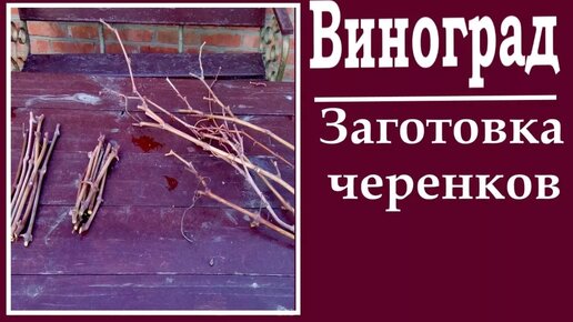 Размножение винограда черенками осенью Как заготовить и сохранить черенки винограда