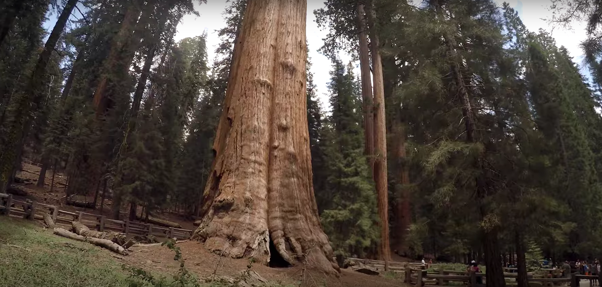 Снизу можно оценить диаметр Шермана