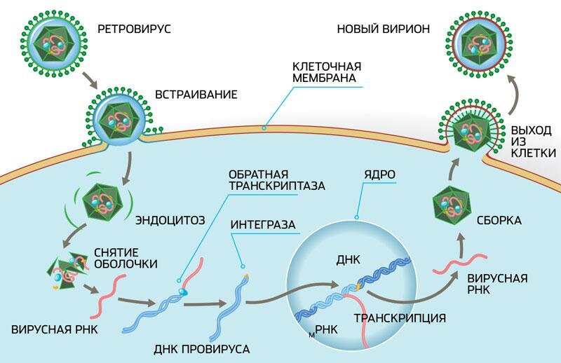 Жизненный цикл вируса вич схема. Жизненные циклы днк и рнк вирусов. Репликация ретровирусов происходит по схеме. Жизненный цикл рнк содержащих вирусов. Жизненный цикл днк.