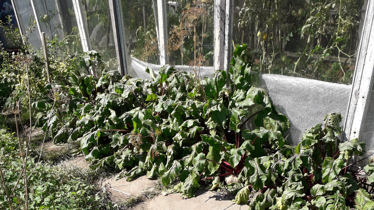 Фото снаружи теплицы. Пленка, прикрывающая от солнца часть поверхности почвы в теплице и уменьшающая ее нагрев. На переднем плане свекла, также прикрывающая  почву от перегрева.