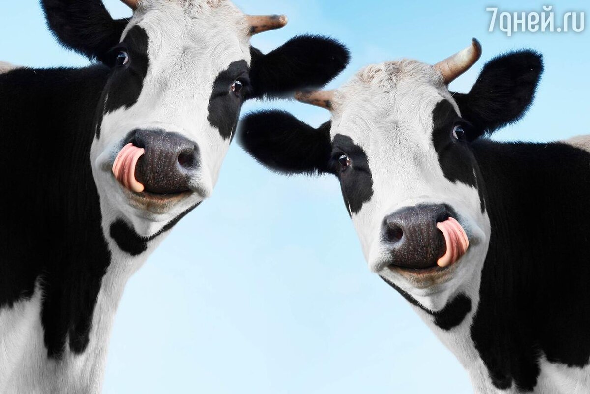    К чему снятся коровы 123RF/legion-media.ru