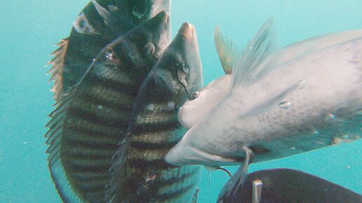 ЗУБАРИКИ ПОДВОДНАЯ ОХОТА В ЧЕРНОМ МОРЕ.