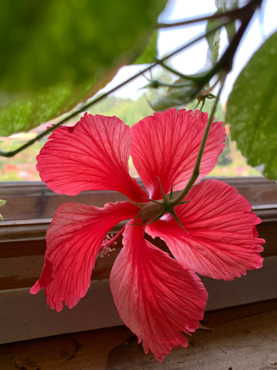 Гибискус. Зимнее цветение