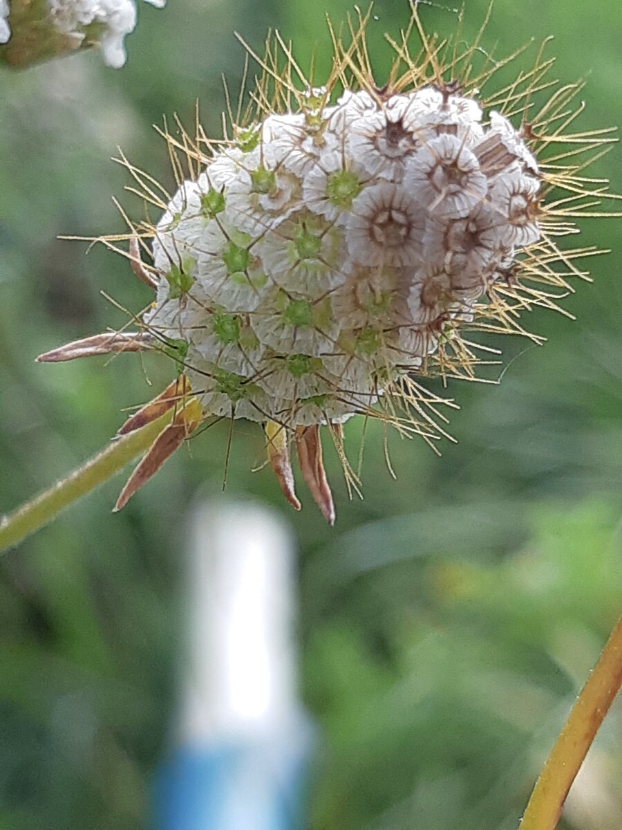 Отцветшая скабиоза белая