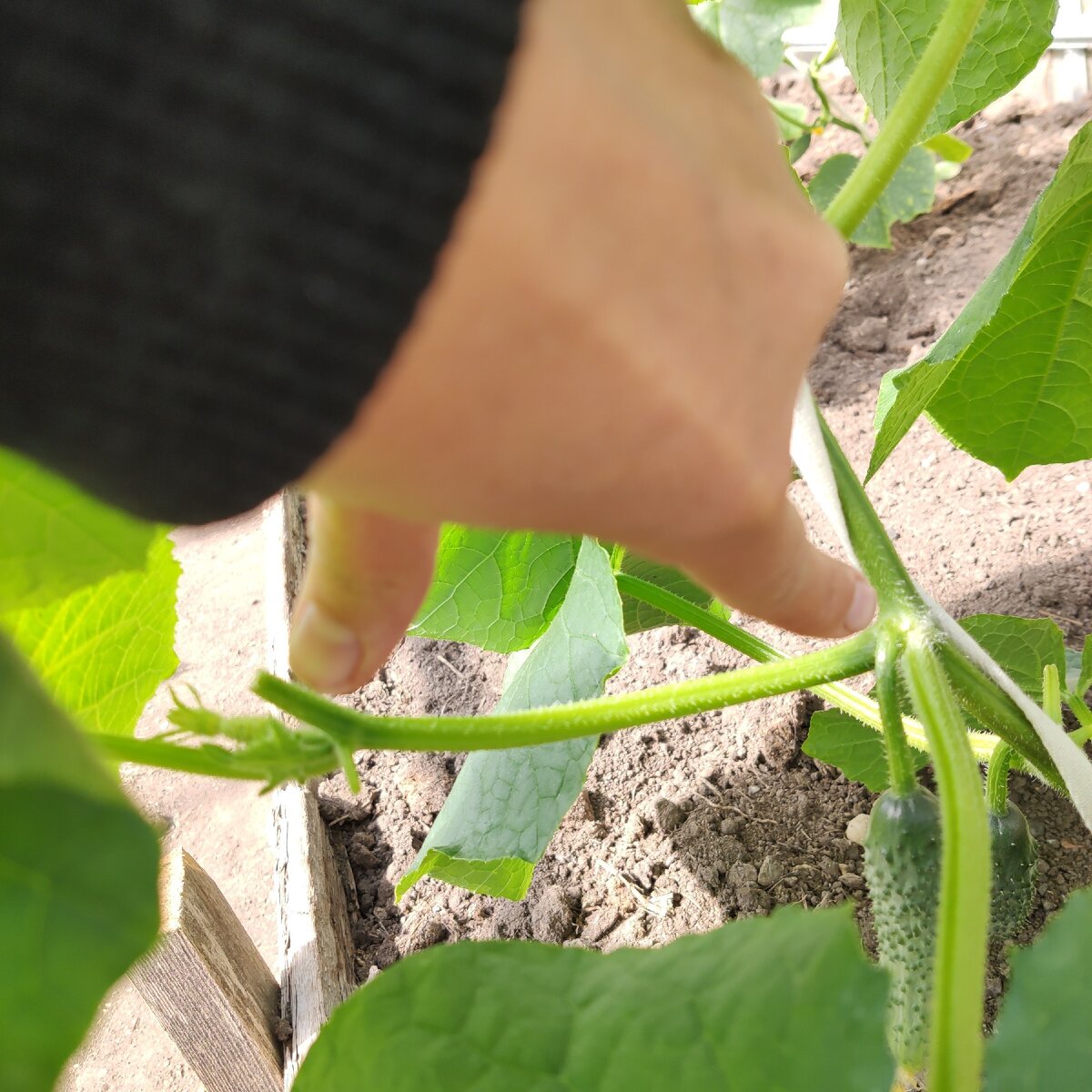 Междоузлие