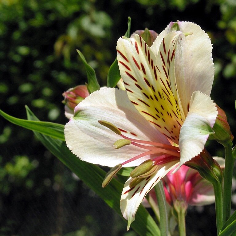 Альстромерия: описание белых и красных сортов цветка «перуанская лилия», выращивание, посадка и уход